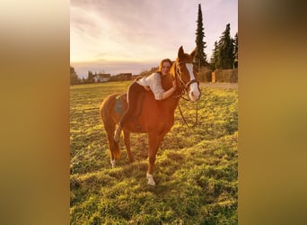 Wuerttemberg, Mare, 14 years, 16 hh, Chestnut-Red