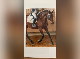 Wuerttemberg, Mare, 14 years, 16 hh