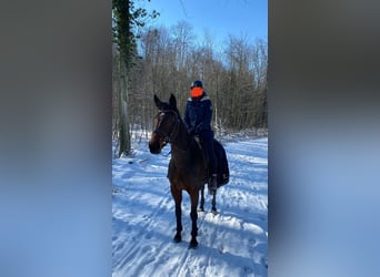 Wuerttemberg, Mare, 14 years, 17 hh, Brown