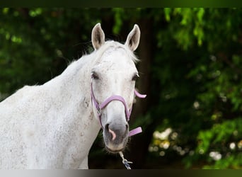 Wuerttemberg, Mare, 15 years, 15.2 hh, Grey