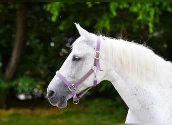 Wuerttemberg, Mare, 15 years, 15.2 hh, Grey