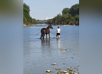 Wuerttemberg Mix, Mare, 15 years, 15.3 hh, Smoky-Black