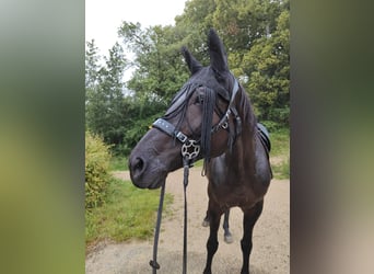Wuerttemberg Mix, Mare, 15 years, 15.3 hh, Smoky-Black