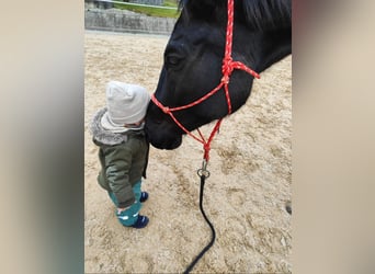 Wuerttemberg Mix, Mare, 15 years, 15,3 hh, Smoky-Black