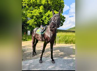 Wuerttemberg Mix, Mare, 15 years, 15,3 hh, Smoky-Black
