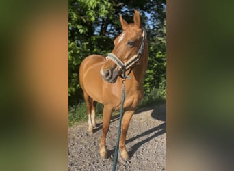 Wuerttemberg, Mare, 15 years, 16 hh, Chestnut-Red