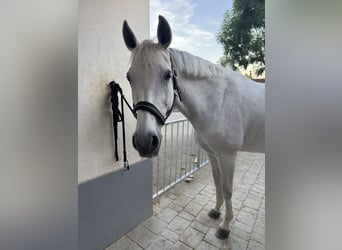 Wuerttemberg, Mare, 15 years, 16 hh, Grey