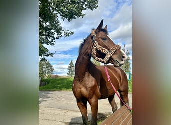 Wuerttemberg, Mare, 15 years, 16,1 hh, Brown