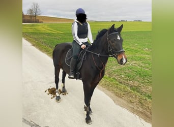 Wuerttemberg, Mare, 16 years, 15,2 hh, Smoky-Black