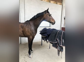 Wuerttemberg, Mare, 16 years, 16,2 hh, Brown