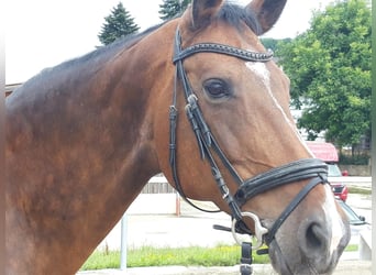 Wuerttemberg, Mare, 16 years, 16.3 hh, Bay-Dark