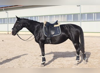 Wuerttemberg, Mare, 16 years, 16 hh, Black