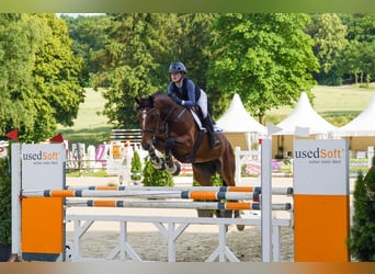 Wuerttemberg, Mare, 16 years, 17.1 hh, Brown Wuerttemberg, Mare, 16 years, 17.1 hh, Brown