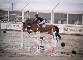 Wuerttemberg, Mare, 16 years, 17,1 hh, Brown