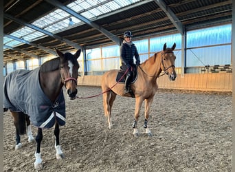 Wuerttemberg, Mare, 16 years, 17,1 hh, Brown