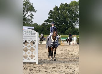 Wuerttemberg, Mare, 16 years, 17,1 hh, Brown