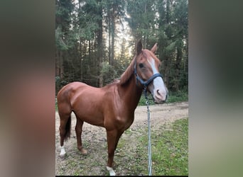 Wuerttemberg, Mare, 16 years, Chestnut-Red