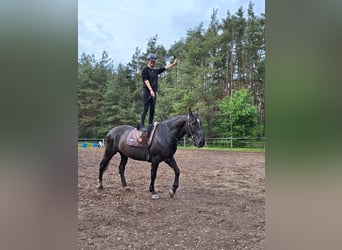 Wuerttemberg, Mare, 17 years, 16,1 hh, Black