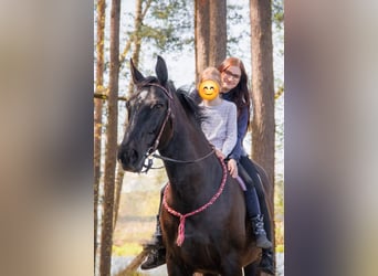 Wuerttemberg, Mare, 17 years, 16.1 hh, Black