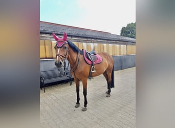 Wuerttemberg, Mare, 17 years, 16 hh, Brown