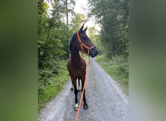 Wuerttemberg, Mare, 17 years, 16 hh, Brown