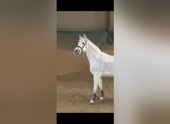 Wuerttemberg, Mare, 17 years, 16 hh, Gray