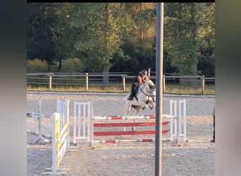 Wuerttemberg, Mare, 17 years, 16 hh, Gray