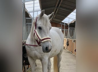 Wuerttemberg, Mare, 17 years, 16 hh, Gray