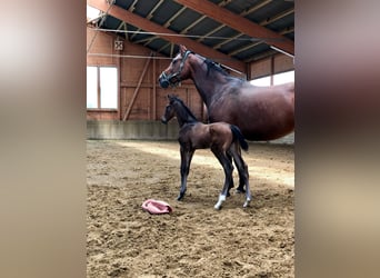 Wuerttemberg, Mare, 17 years, 16,1 hh, Brown