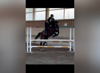 Wuerttemberg, Mare, 18 years, 15.3 hh, Brown