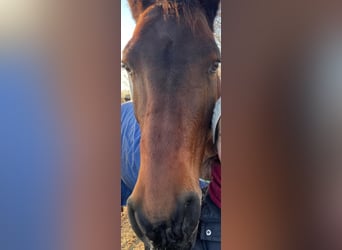Wuerttemberg, Mare, 18 years, 16 hh, Bay-Dark