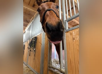 Wuerttemberg, Mare, 18 years, 16,1 hh, Brown