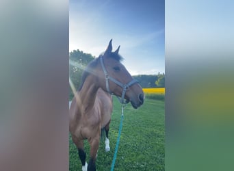 Wuerttemberg, Mare, 18 years, 16,1 hh, Brown