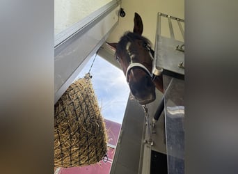 Wuerttemberg, Mare, 18 years, 16,2 hh, Bay-Dark
