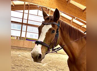 Wuerttemberg, Mare, 18 years, 17 hh, Chestnut-Red