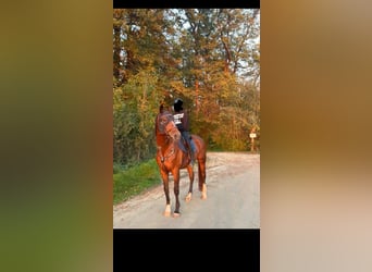 Wuerttemberg, Mare, 19 years, 16,1 hh, Brown