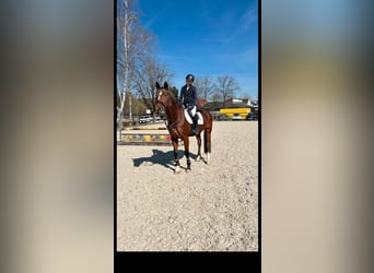 Wuerttemberg, Mare, 19 years, 16,1 hh, Brown