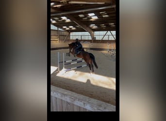 Wuerttemberg, Mare, 19 years, 16,1 hh, Brown