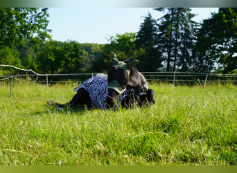 Wuerttemberg, Mare, 19 years, 17 hh, Smoky-Black