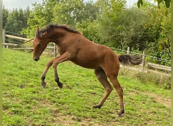 Wuerttemberg, Mare, 1 year, 16.1 hh, Brown-Light
