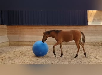 Wuerttemberg, Mare, 1 year, 16.1 hh, Brown-Light