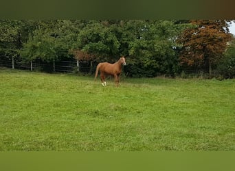 Wuerttemberg, Mare, 20 years, 16.3 hh, Chestnut-Red