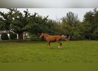 Wuerttemberg, Mare, 20 years, 16.3 hh, Chestnut-Red