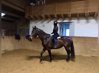 Wuerttemberg, Mare, 20 years, 16 hh, Bay-Dark