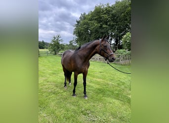 Wuerttemberg, Mare, 21 years, 16.2 hh, Brown