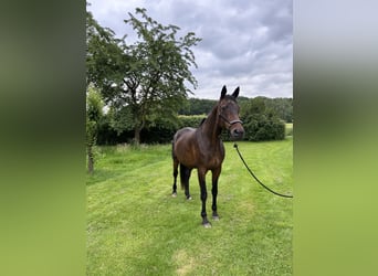 Wuerttemberg, Mare, 21 years, 16.2 hh, Brown