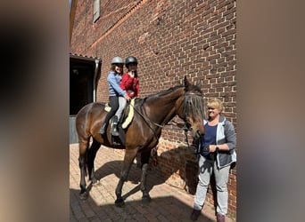 Wuerttemberg, Mare, 21 years, 16.2 hh, Brown