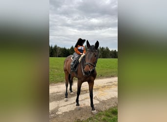 Wuerttemberg, Mare, 21 years, 16 hh, Brown