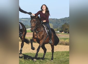 Wuerttemberg, Mare, 21 years, 16 hh, Brown