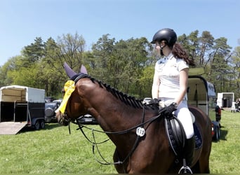 Wuerttemberg, Mare, 21 years, 16 hh, Brown